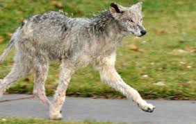 Do not turn your back or run. Mississauga Not Planning Any Changes To Coyote Management Program Following Attacks Thespec Com