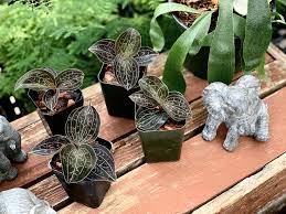 The plant needs full to partial indirect sun exposure of intensity 10000 to 18000 lux. Anoectochilus Chapaensis Large Jewel Orchid Jewel Orchid Jewel Orchids Orchid Care