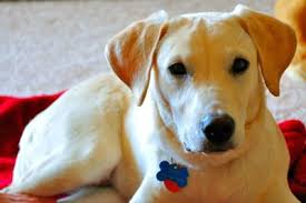Are you looking for dog adoption in san diego? Adopt A Whippet In San Diego