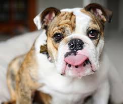 The name of hugh jackman's french bulldog. Most Popular Bulldog Names