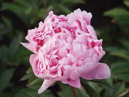 Buchen sie ihre nächste ferien online! The Best Low Maintenance Plants For Your Landscape Diy