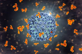 There are also other types of human. Covid 19 Antibody Therapeutics Where Are They Now