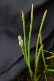 Image result for Eleocharis naumanniana