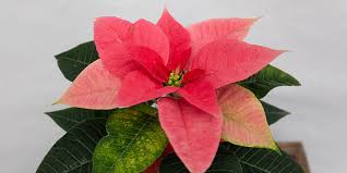 You don't even want the light. 2020 Poinsettia Colour Varieties Salisbury Greenhouse