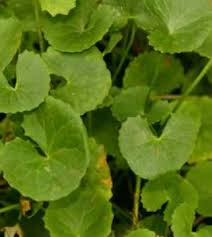 Image result for Centella glabrata