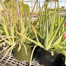 Image result for Aloe myriacantha