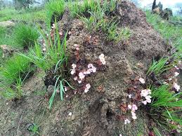 Image result for Begonia princeae