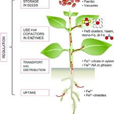 Pdf Iron Homeostasis In Plants A Brief Overview