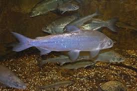 Check spelling or type a new query. Coregone Pesce In Cucina