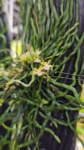 Image result for Taeniophyllum