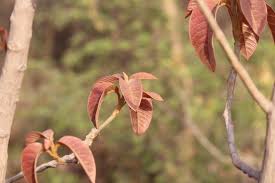 Image result for Sporobolus bechuanicus