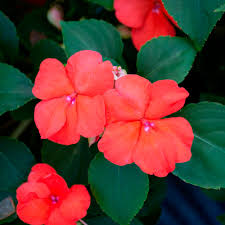 Image result for Impatiens wallerana