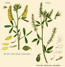 Image result for Humularia pseudo aeschynomene