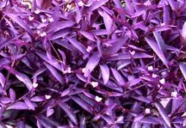 Dark green, shiny, kidney to heart shaped, and can vary in size.(b) flower: Purple Heart Purple Heart Plant Purple Plants Purple Garden