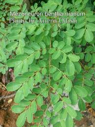 Image result for Mezoneuron