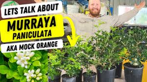 Image result for Murraya paniculata