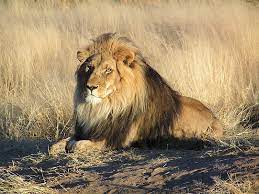 Lion - Wikipedia