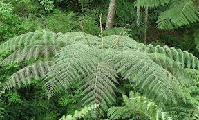 Image result for Cyathea cf. humilis