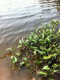 Image result for Pontederia