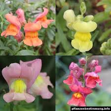 Image result for Antirrhinum