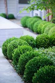 Caring Tips For Boxwood Garden Plants Boxwood Garden Front Yard Garden Design Boxwood Landscaping