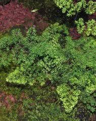 Image result for Mohria lepigera