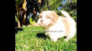Look at pictures of havanese puppies in california who need a home. Rockyjr Our Blue Eyed Havanese Male Puppy For Sale In San Diego Ca Havanese Breeders