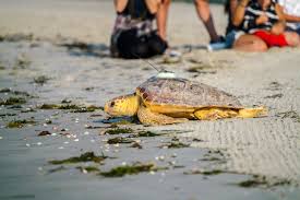 6 Sea Turtles Released At West Dennis Beach After Months Of Recovery From Hypothermia The Boston Globe