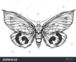 3d butterfly with flower tattoo on back shoulder by robin carpio Butterfly Sketch Detailed Realistic Sketch Of Royalty Free Stock Vector 237388123 Avopix Com