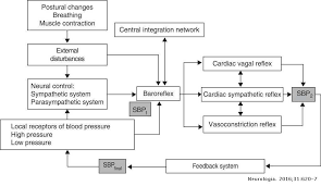 I am an incoming m1. Pathophysiology Of Neurally Mediated Syncope Neurologia English Edition