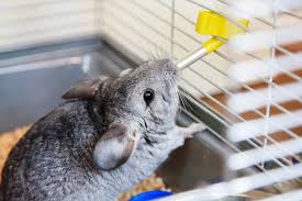 Pictures of chinchillas don't get much more adorable than this little nibbling chinchilla. Chinchilla Haltung Das Solltest Du Wissen