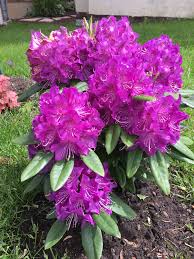 Florence Parks Rhododendron Small Backyard Design Flowers Backyard Design