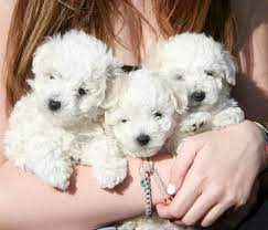 Maybe you would like to learn more about one of these? Bolognese Puppies For Sale Home Facebook