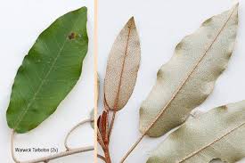 Image result for Croton gratissimus