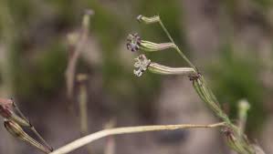 Image result for Silene burchellii