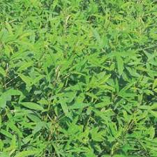 Image result for Crotalaria brevidens