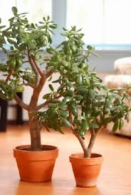 Check spelling or type a new query. 7 Credible Scientifically Proven Jade Plant Benefits Jade Plants Plants Jade Plant Benefits