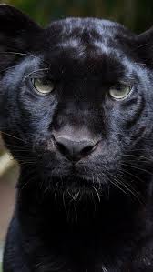 We did not find results for: Panther Front View Face Black Leopard 640x1136 Iphone 5 5s 5c Se Wallpaper Background Picture Image
