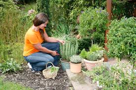 Gartentipps Fur Den Nutzgarten Im Juli Mein Schoner Garten