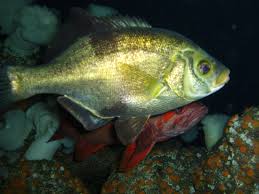 Image result for Orthochilus subulatus