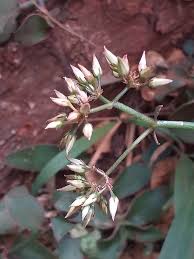 Image result for Kalanchoe lateritia