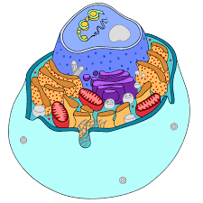 This set of guided notes with biology doodles can be little anchor charts for your student to keep in their notebook! Cell Anatomy Viewer Game