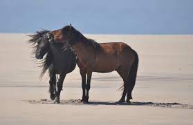 What Is Killing Sable Island S Horses Cbc News