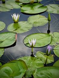 Image result for Nymphaea lotus