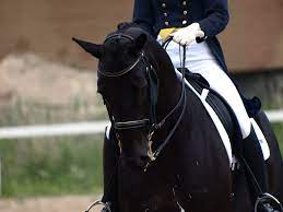 Maybe you would like to learn more about one of these? 67 Dressage Wallpaper On Wallpapersafari