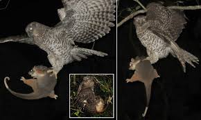 Some researchers believe barn owls could be used to predict and control mouse numbers. Owl Carries Off A Possum The Size Of A Small Pet Dog In Sydney Daily Mail Online