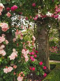 The bush is vigorous and healthy & highly fragrant. David Austin Rose Garden English Rose Perfume Perfection Kiwi Life Style