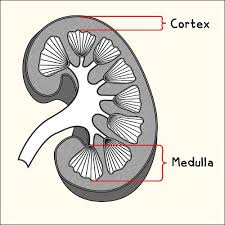 Kidney Cortex & Medulla | Illustration for a renal Physiolog… | Flickr