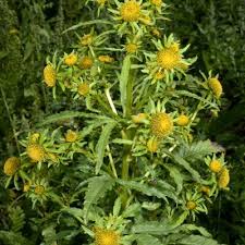 Image result for Porphyrostemma grantii