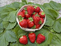 5 Petits Fruits Rouges Etonnants Petit Fruit Rouge Fruits Petit Fruit